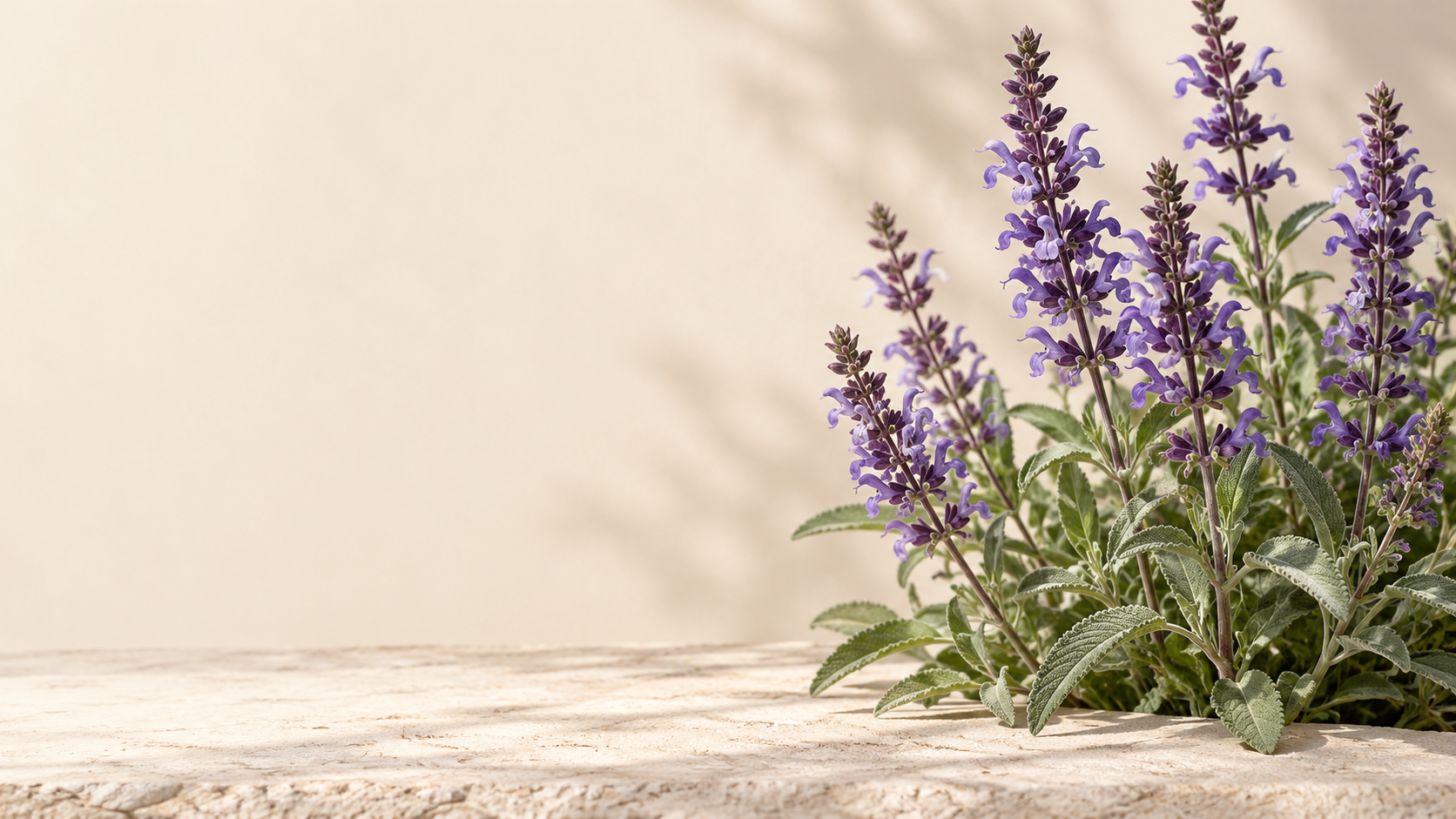 Flores violetas de salvia y hojas verdes sobre piedra clara